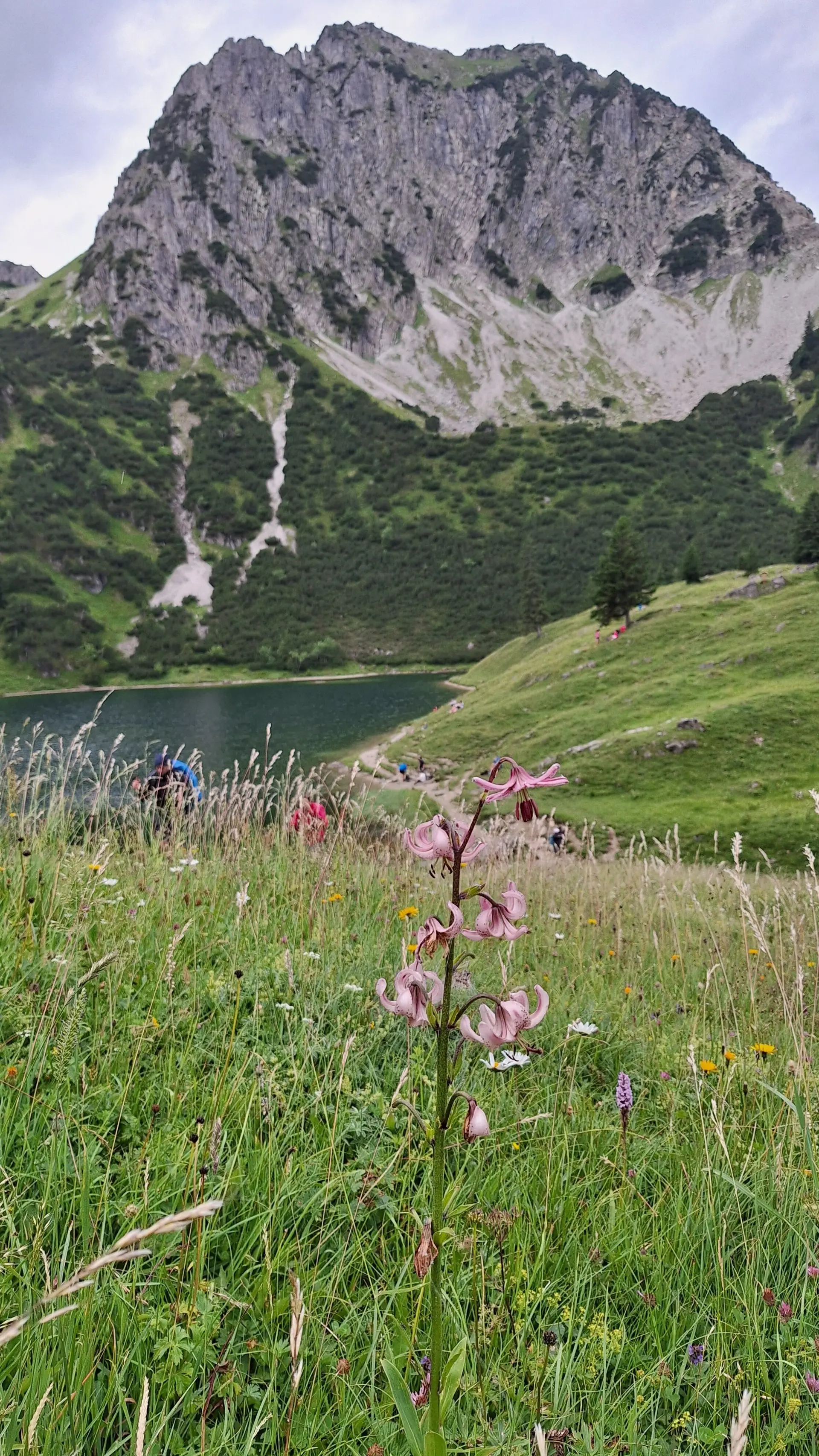 Geißfuß-Rubihorn | © Dieter Merrath