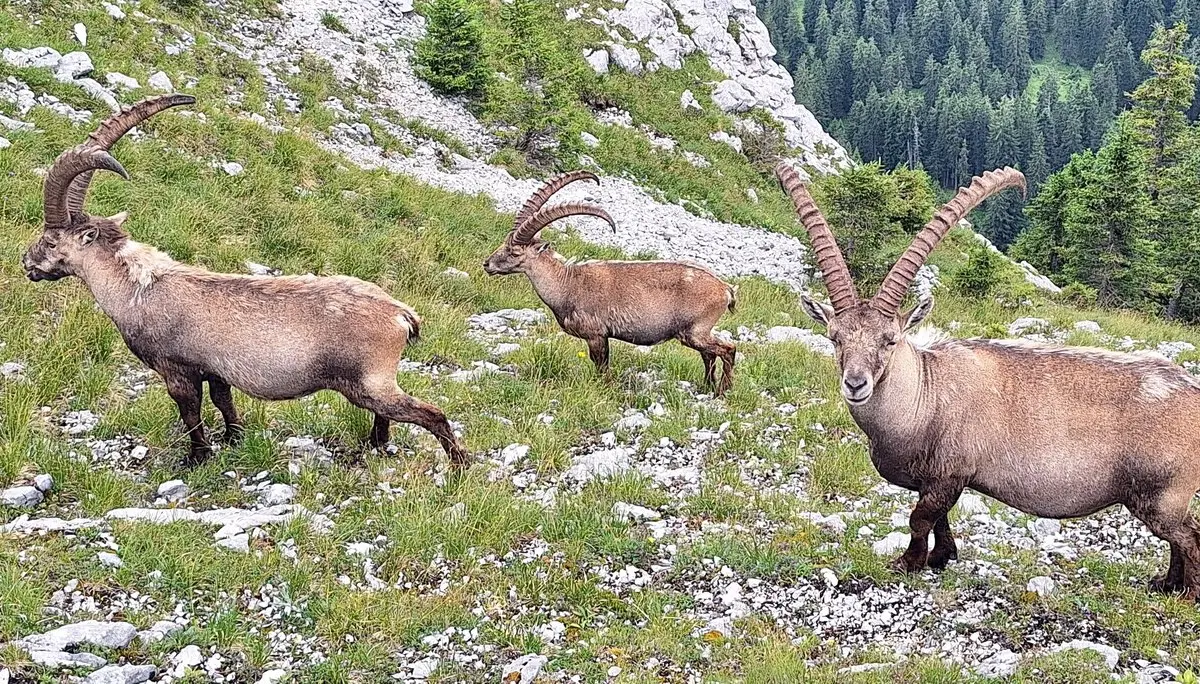 Niederstraußberg | © Dieter Merrath