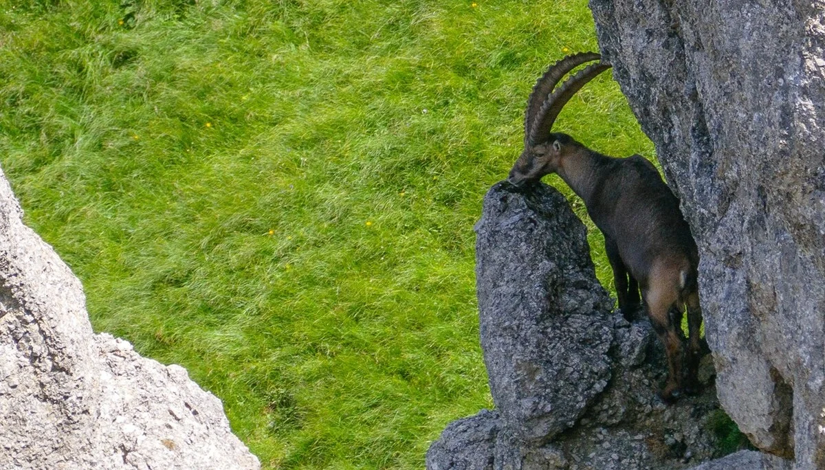 Steinbock auf der Klammspitz-Runde im Ammergebirge | © DAV Allgäu-Immenstadt 