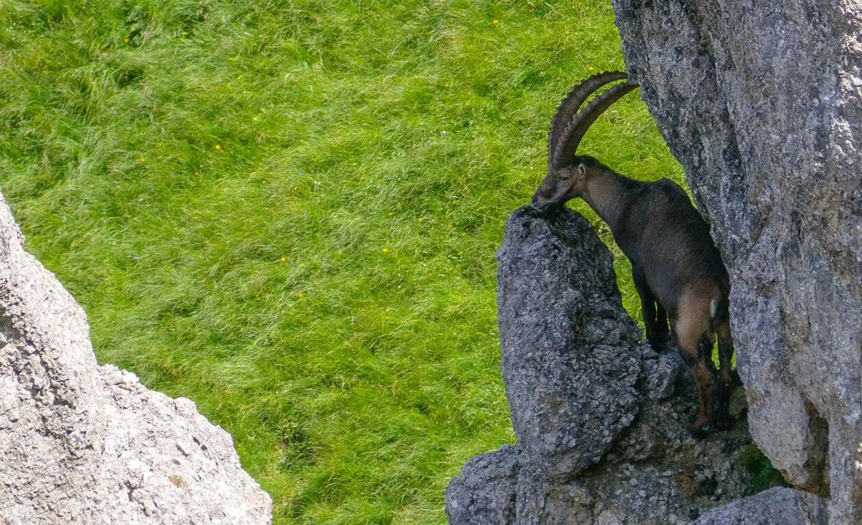 Steinbock auf der Klammspitz-Runde im Ammergebirge | © DAV Allgäu-Immenstadt 