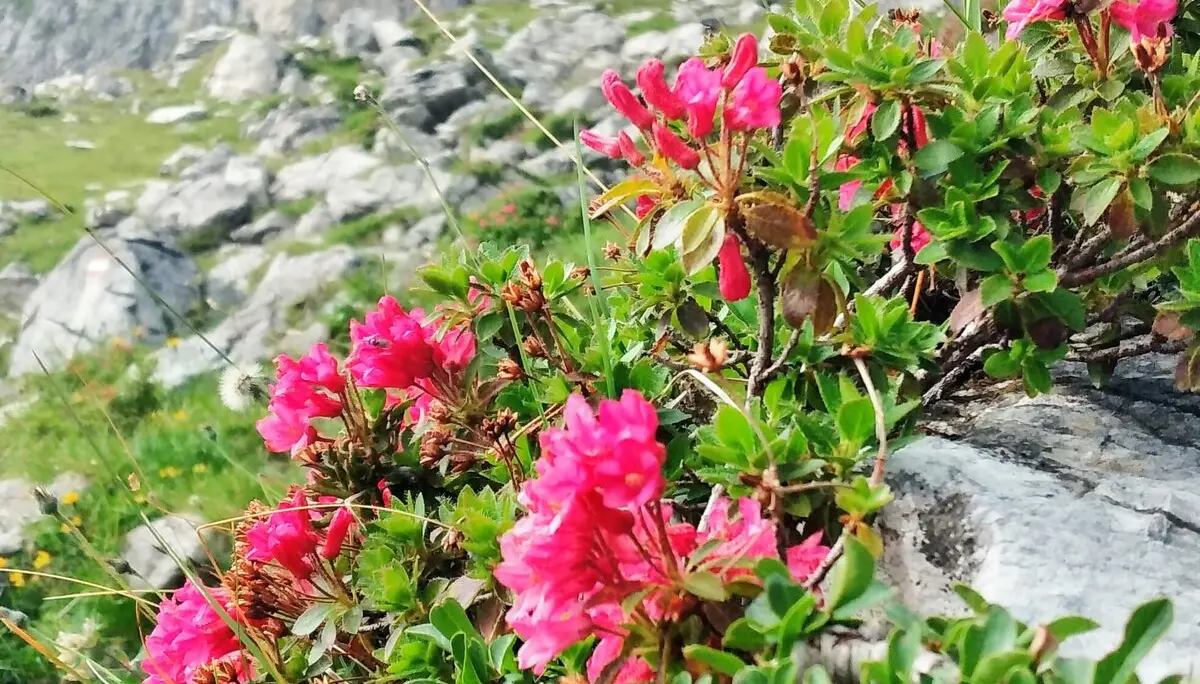 Alpenrosen am Saalfelder Höhenweg | © Dagmar Franz