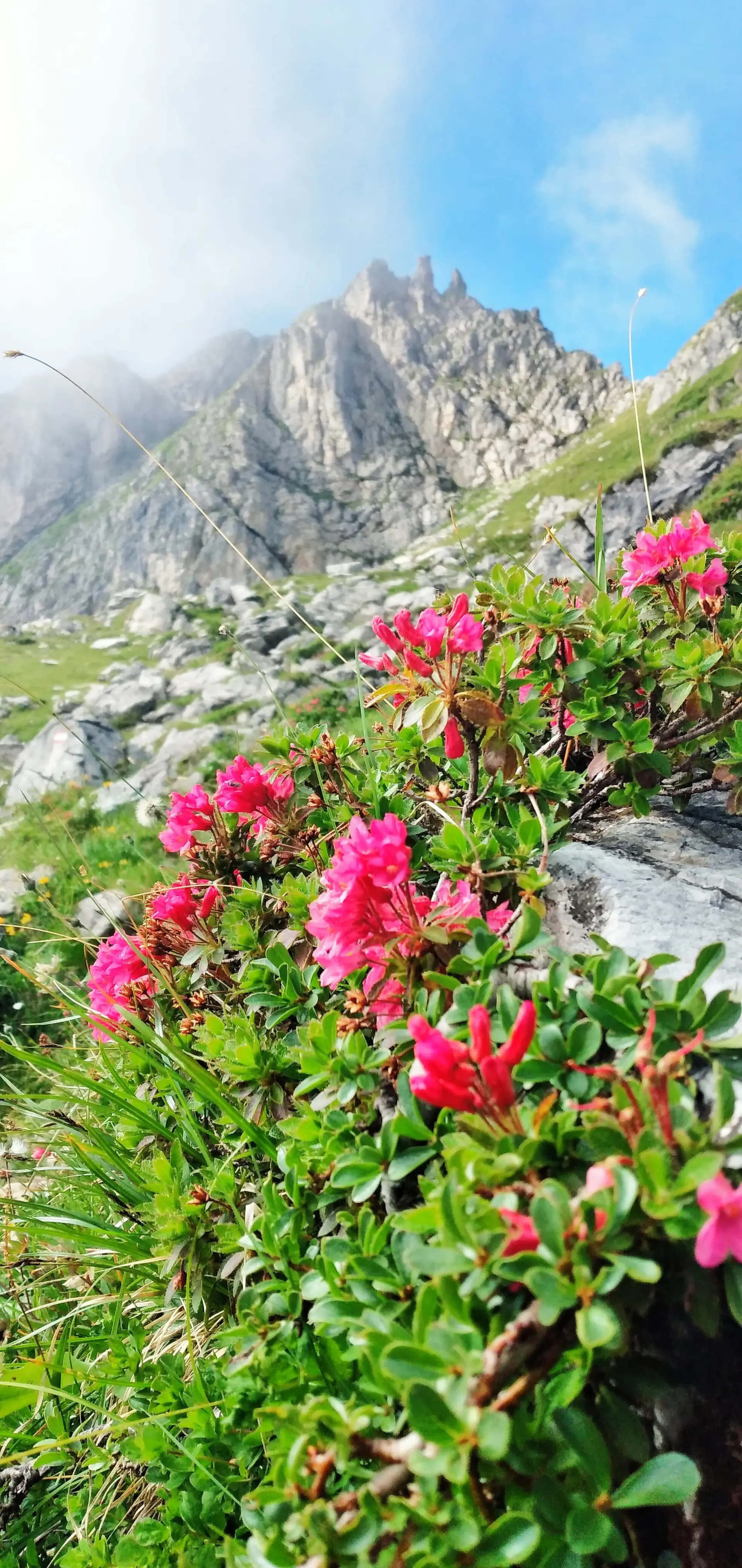 Alpenrosen am Saalfelder Höhenweg | © Dagmar Franz