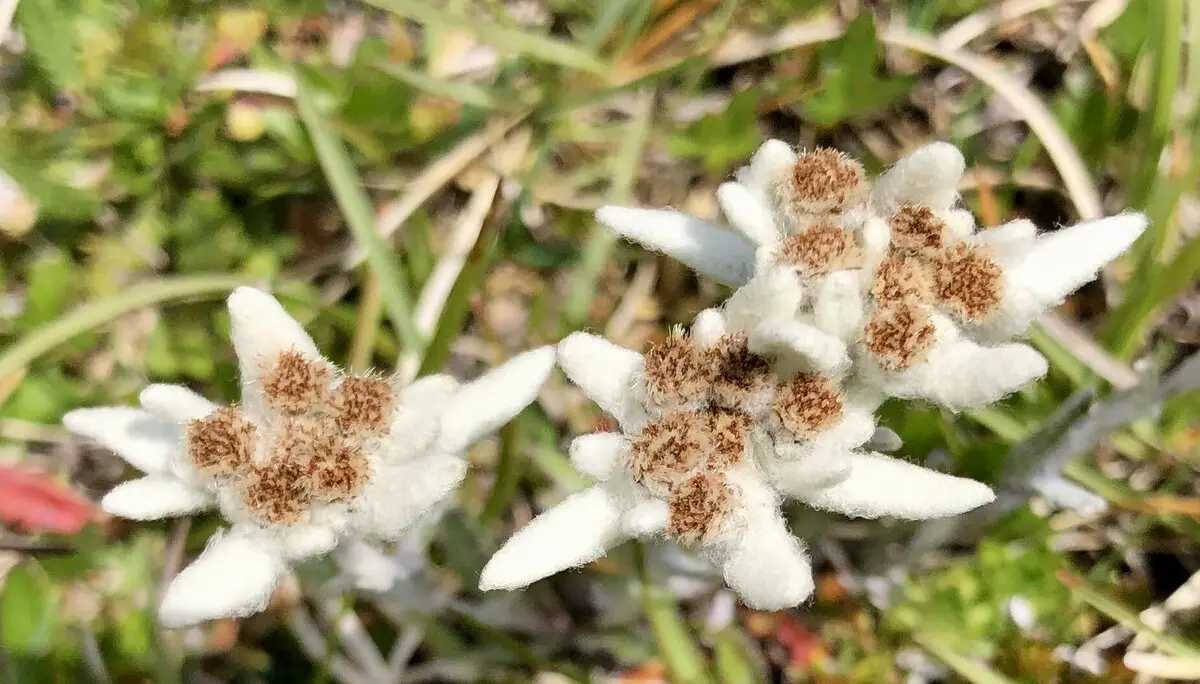 Edelweiß am Saalfelder Höhenweg | © Dagmar Franz 