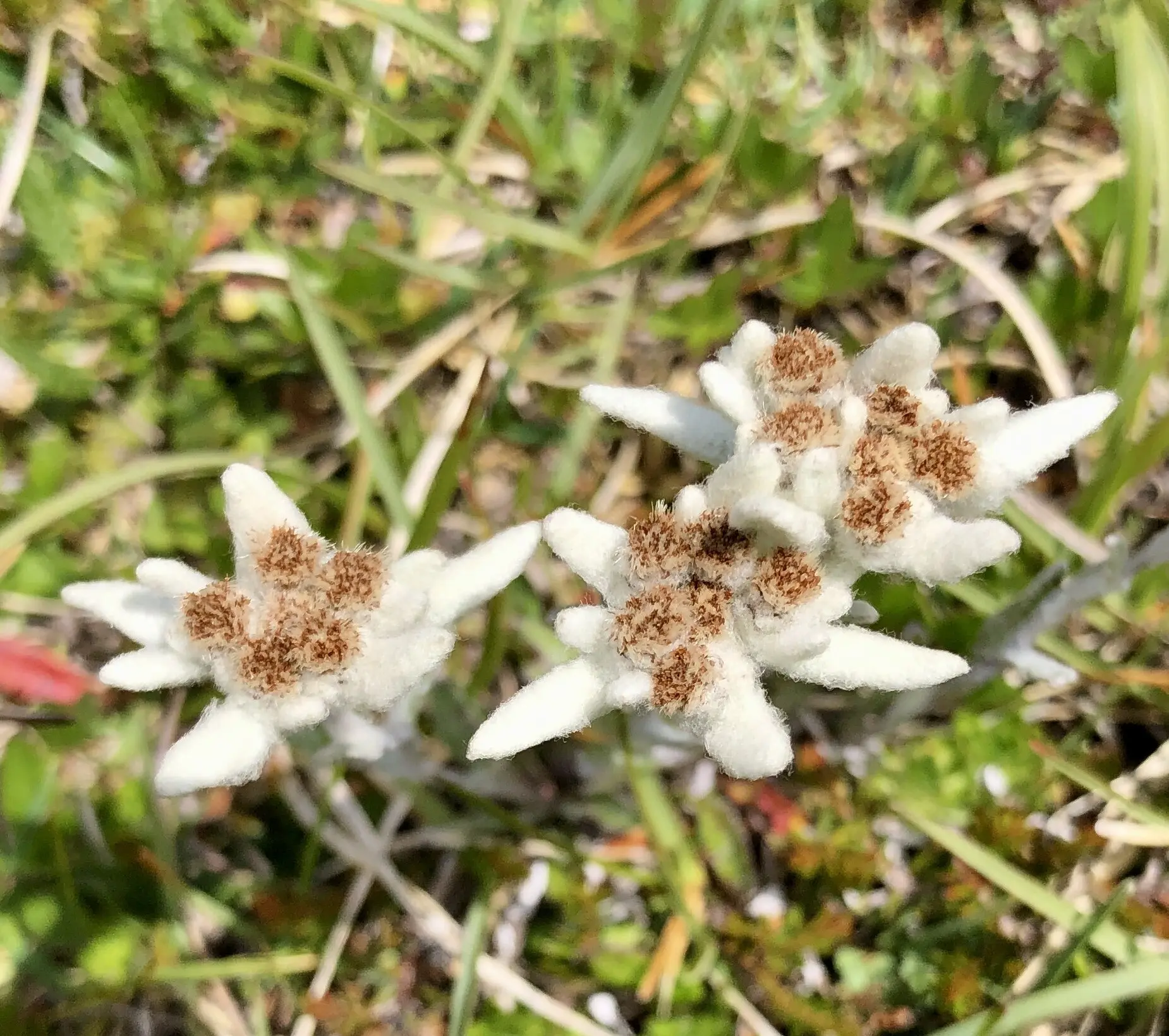 Edelweiß am Saalfelder Höhenweg | © Dagmar Franz 