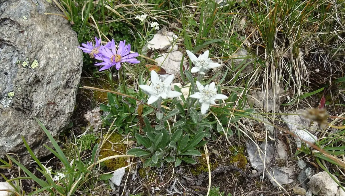 Alpenaster mit Nachbarn | © Konrad Kosteka