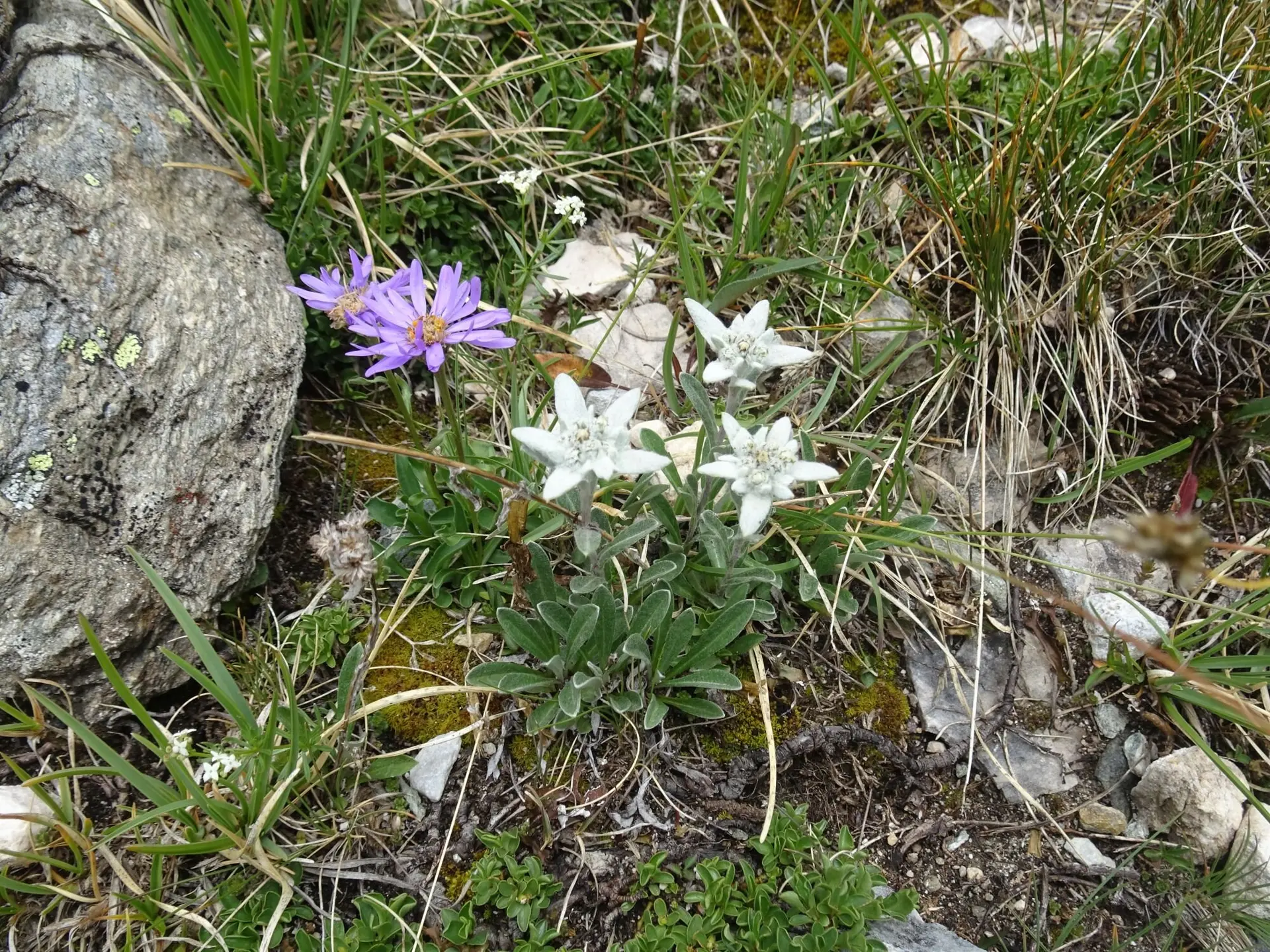 Alpenaster mit Nachbarn | © Konrad Kosteka