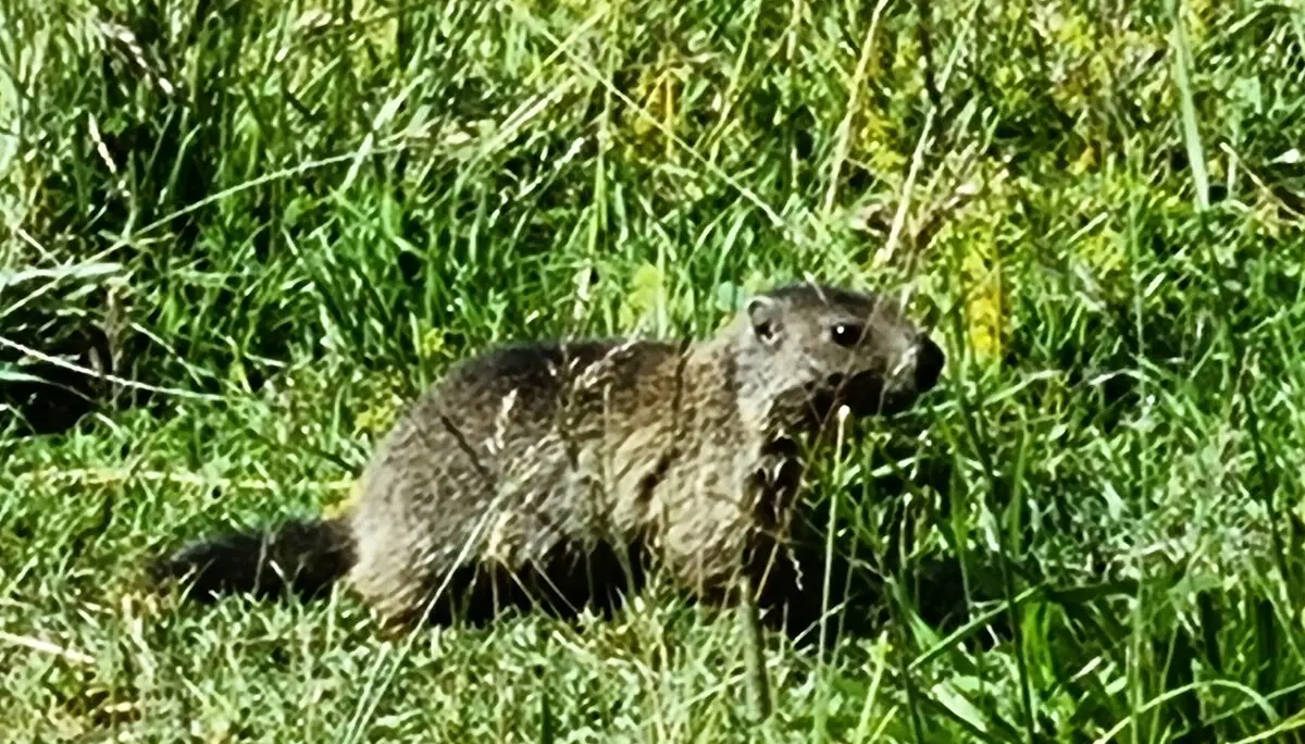 Murmeltier im Montafon | © Andreas Göbel 