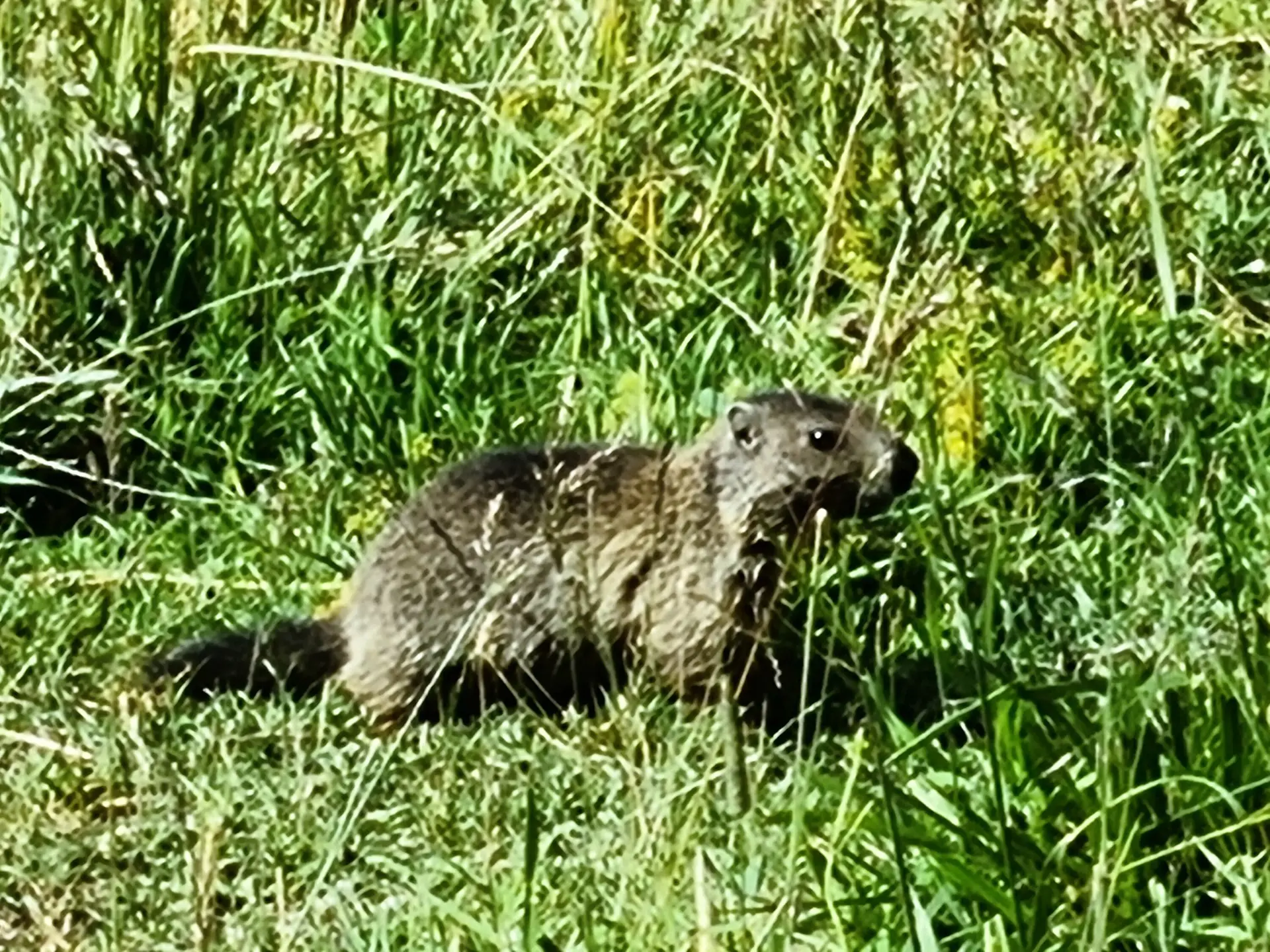 Murmeltier im Montafon | © Andreas Göbel 