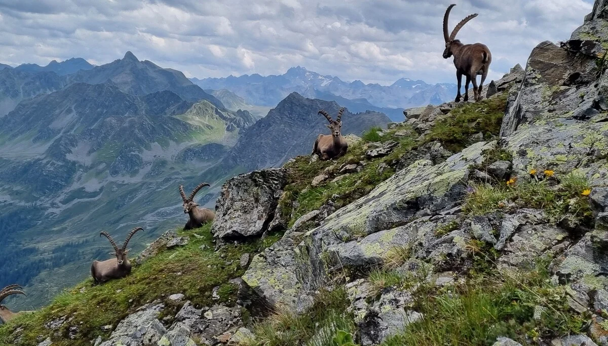 Steinbock im Montafon  | © Andreas Göbel 