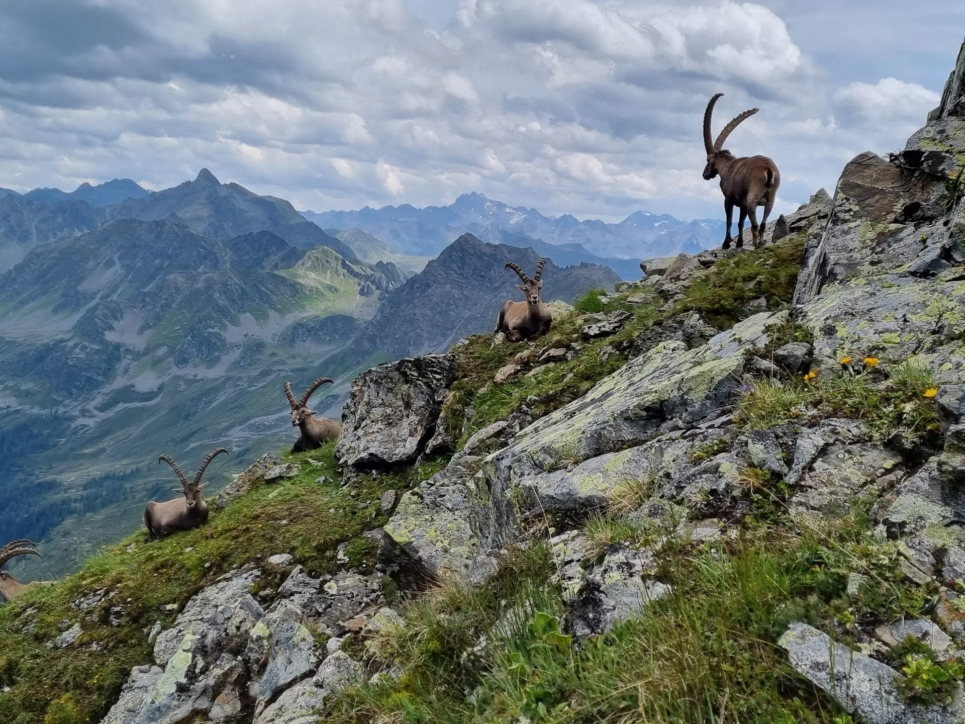 Steinbock im Montafon  | © Andreas Göbel 