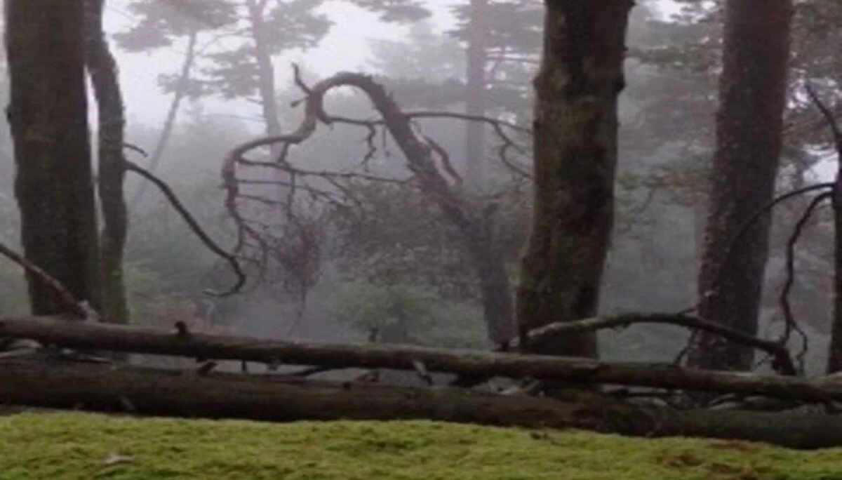 im Nebel unterwegs | © Christiane Dreissig