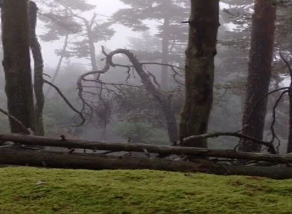 im Nebel unterwegs | © Christiane Dreissig