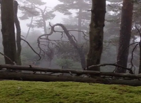 im Nebel unterwegs | © Christiane Dreissig