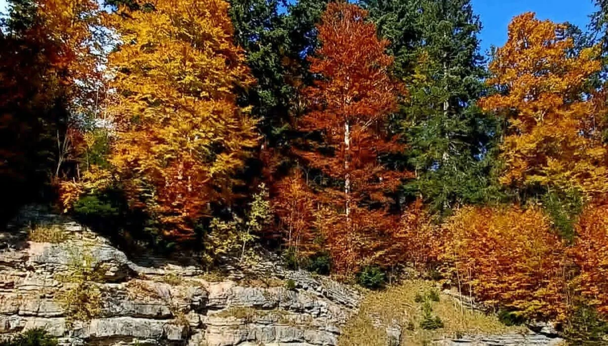 Buntes Herbstlaub | © Manfred Huber 