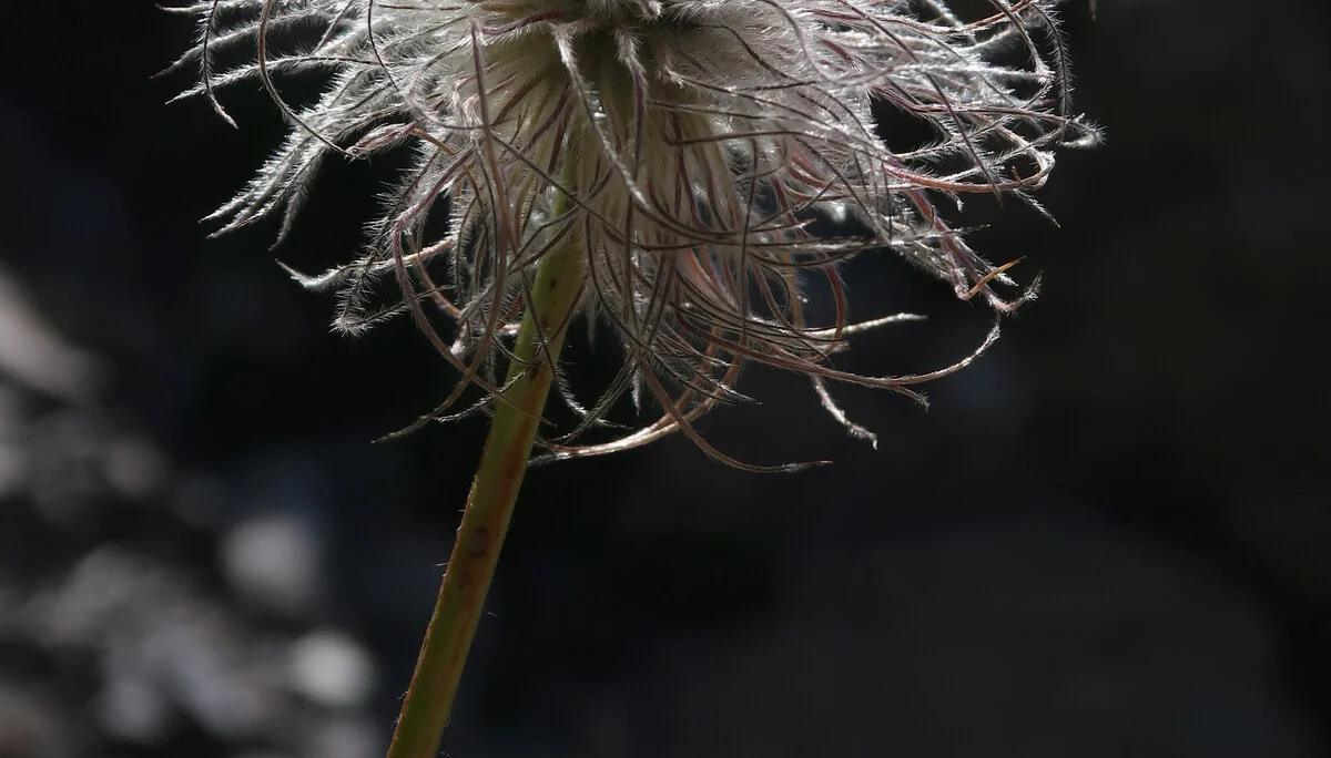 Gemeinschaftstour Ansbacher Hütte | © Wolfi Hofer 