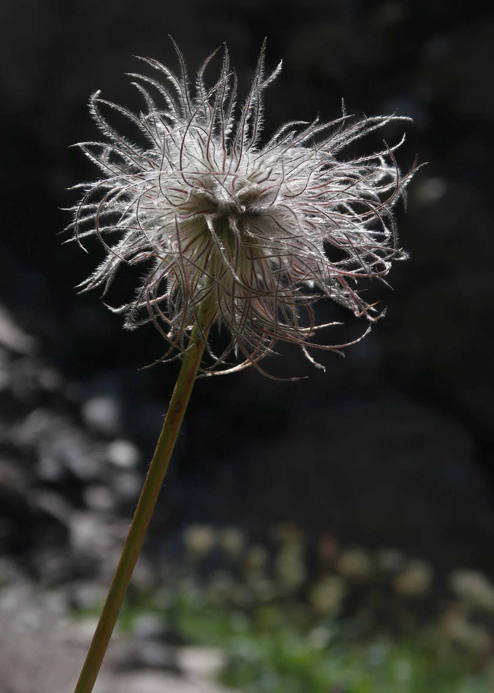 Gemeinschaftstour Ansbacher Hütte | © Wolfi Hofer 