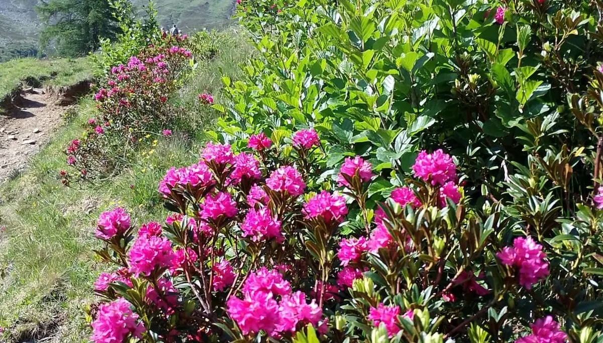 Blumen  | © DAV Allgäu Immenstadt 