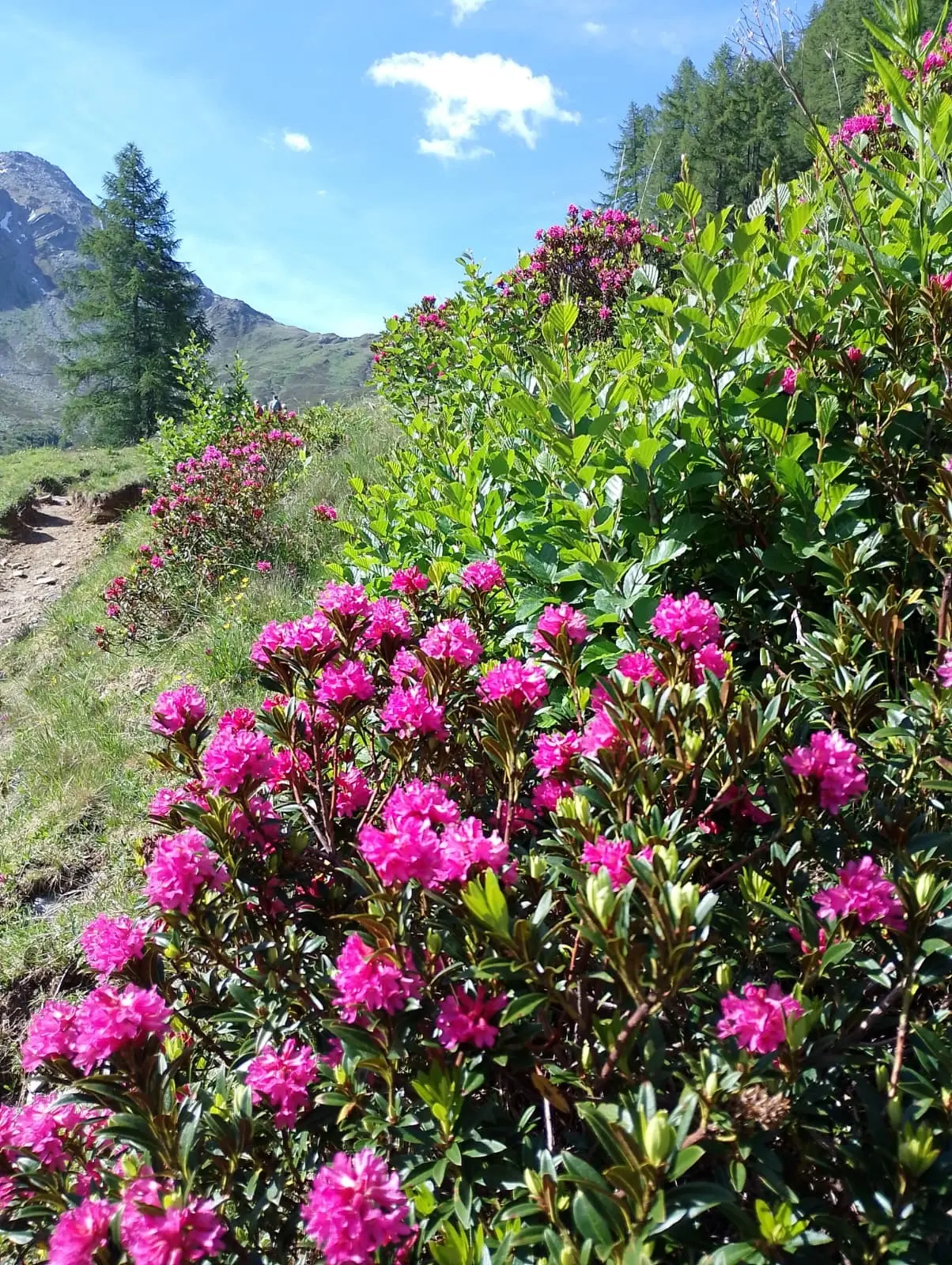 Blumen  | © DAV Allgäu Immenstadt 