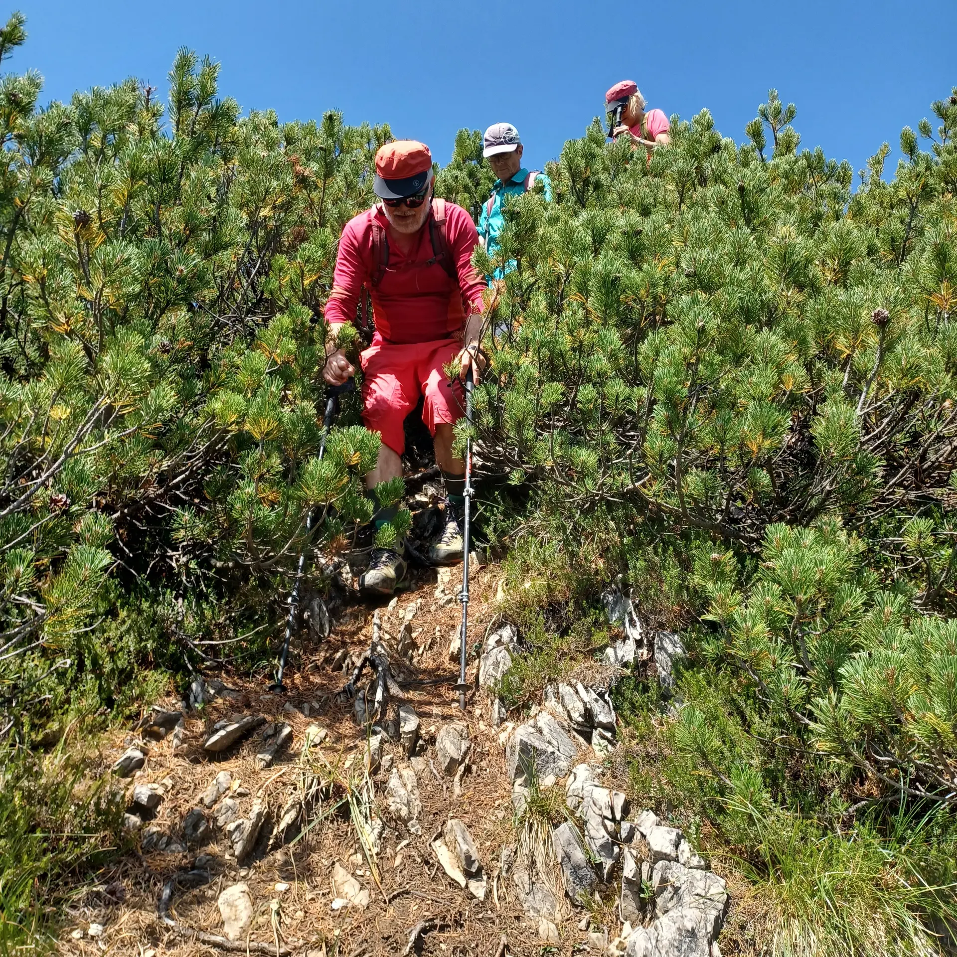 Kieferbäume mit Wanderer | © DAV Allgäu Immenstadt 