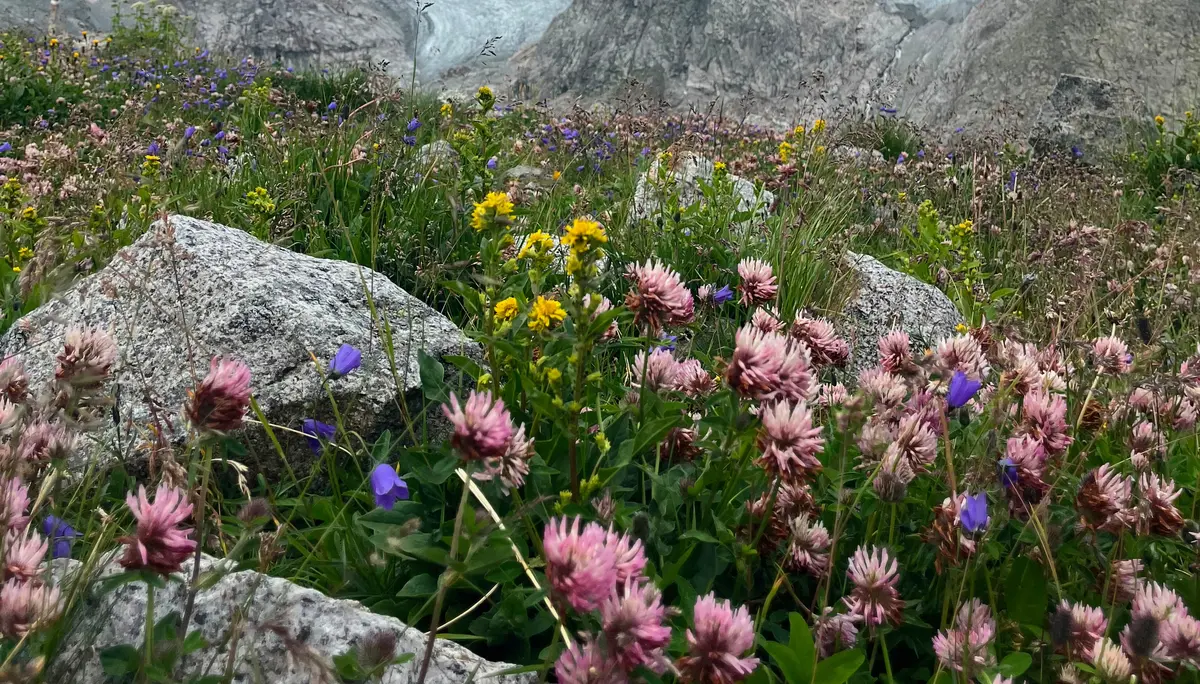 Wildblumen und Getscher  | © DAV Allgäu Immenstadt 