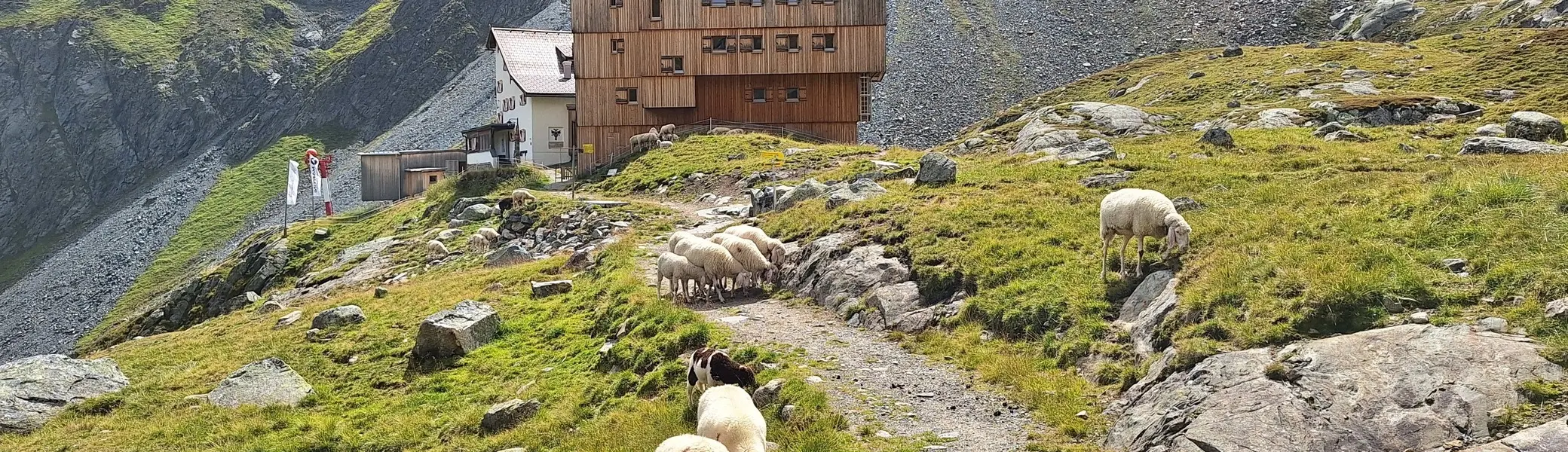 Hütte mit Schafen im Vordergrund  | © DAV Allgäu Immenstadt 